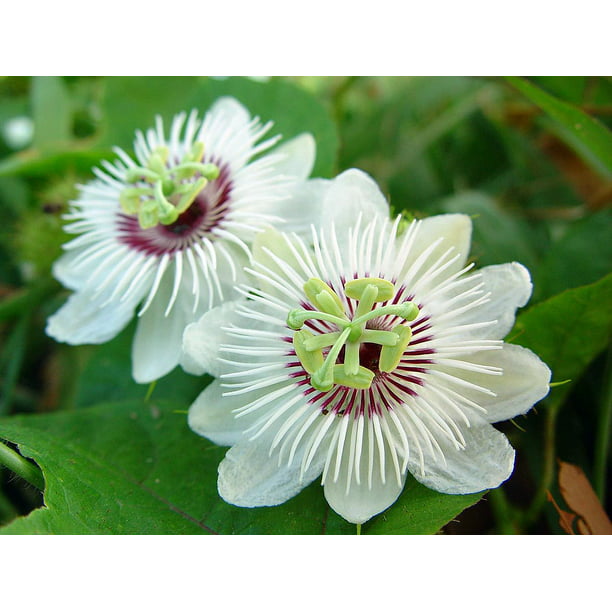 curubo Amor-en-un-Mist 5 Semillas Passiflora foetida Pasión Flor
